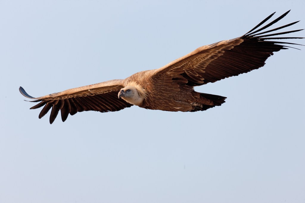 Griffon vulture population in Cyprus is at its highest in 30&nbsp;years